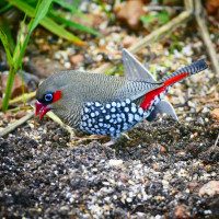 Red-eared Firetail